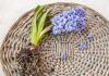 800x600-1597394636415_hyacinth_0149-1.jpg