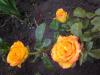 800x600-1554149021686_2017-07-0116.46.40.jpg