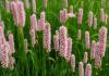 800x600-1599206069336_persicaria_4.jpg
