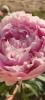 800x600-1727944141547_5472144457068568676.jpg