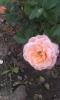 800x600-1465388116966_IMAG0980.jpg