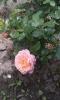 800x600-1465720848183_IMAG0978.jpg