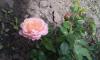 800x600-1465720849794_IMAG0979.jpg