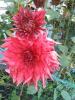 800x600-1602921553387_A5DAA271-BB6E-45B7-8853-7D33C7BD99B8.jpeg