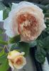800x600-1716920433660_IMG_3199.jpeg