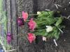 800x600-1689975865557_IMG_4700.jpeg