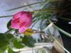 800x600-1689954398786_IMG_0417.jpeg