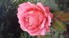 800x600-1547128548791_20170623_103236.jpg
