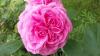 800x600-1547129034420_20170622_105018.jpg