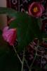 800x600-1485439968872_IMAG0848.jpg