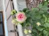 800x600-1691746434181_IMG_2648.jpeg