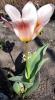 800x600-1556200707705_tulip_1.jpg