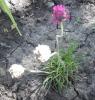 800x600-1588184553869_armeria3.jpg