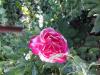 800x600-1721976432191_20240628_073001.jpg