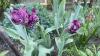 800x600-1746783837694_IMG_2454.jpeg