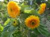 800x600-1587902649105_DSCN0331_compress73.jpg