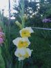 800x600-1689546291764_IMG20230716203821.jpg