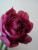 800x600-1555417884407_DSC09466.JPG.jpg
