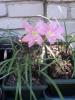 800x600-1559041973640__Robustus2.JPG.jpg