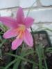 800x600-1559041973850__Robustus4.JPG.jpg
