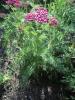 800x600-1559044258352_DSC09690.JPG.jpg