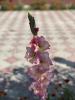 800x600-1665172279531_AD5FBB38-1BE9-4276-9289-DEDC07BD8548.jpeg