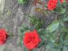 800x600-1749574585182_IMG_9508.jpeg