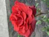 800x600-1749574585843_IMG_9509.jpeg