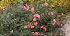 800x600-1682182581296_Screenshot_20230422_195357.jpg