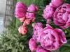 800x600-1682787919566_IMG_5482.jpeg