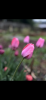 800x600-1714495767724_33A261DE-8C9C-4B46-9F6D-AA7D0CB710ED.png