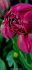 800x600-1714496820237_61FF2C50-54D9-4EA0-8066-7BF4381E62C8.jpeg