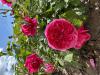 800x600-1745839347892_IMG_6451.jpeg