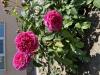 800x600-1745839348160_IMG_6487.jpeg