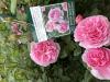 800x600-1774700128839_IMG_1760.jpeg