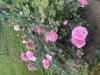 800x600-1774700129513_IMG_1884.jpeg