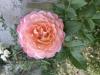 800x600-1752222303765_IMG_6732.jpeg