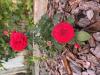 800x600-1786478683714_IMG_5805.jpeg