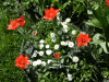 800x600-1557000580221_DSCN9473.png