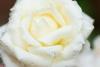 800x600-1719732413260__DSC4084.jpg