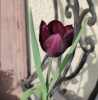 800x600-1733312831752_quee.png