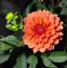 800x600-1733321649606_33.png