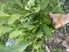800x600-1728135558741_IMG_2033.jpeg