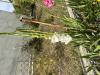 800x600-1726067122402_IMG_0379.jpeg