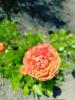 800x600-1721027924273_photo_2024-07-15_10-18-24.jpg