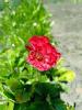800x600-1721027924787_photo_2024-07-15_10-18-18.jpg