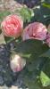 800x600-1720351683833_C5DA4D7C-5FCF-4A2C-BF2D-FCDAD1019D16.jpeg