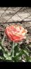 800x600-1714136391452_Screenshot_2024-04-26-15-58-14-96_99c04817c0de5652397fc8b56c3b3817.jpg