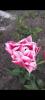 800x600-1753363222546_Screenshot_2025-04-21-20-38-04-92_99c04817c0de5652397fc8b56c3b3817.jpg
