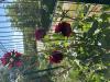 800x600-1755970891464_IMG_8373.jpeg